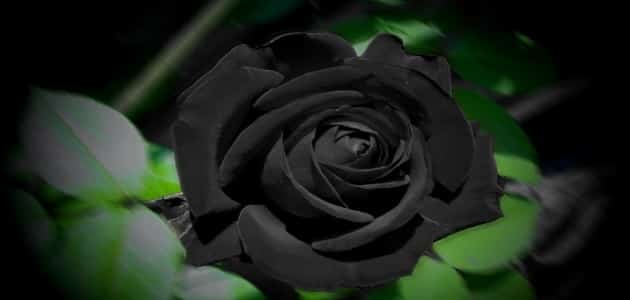 قصة الوردة السوداء والمرأة الجميلة