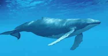 قصة صيد الحيتان العملاقة مفيدة جدا
