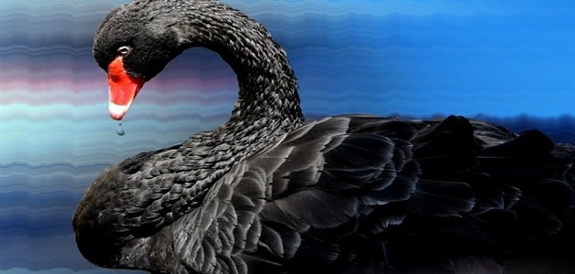 قصة بحيرة البجع السوداء طويلة وجميلة قصصي