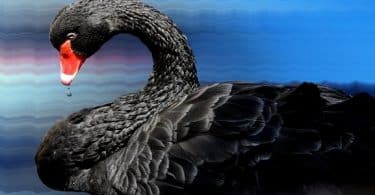 قصة بحيرة البجع السوداء طويلة وجميلة