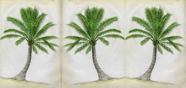 نبذة عن قصة النخلة المائلة